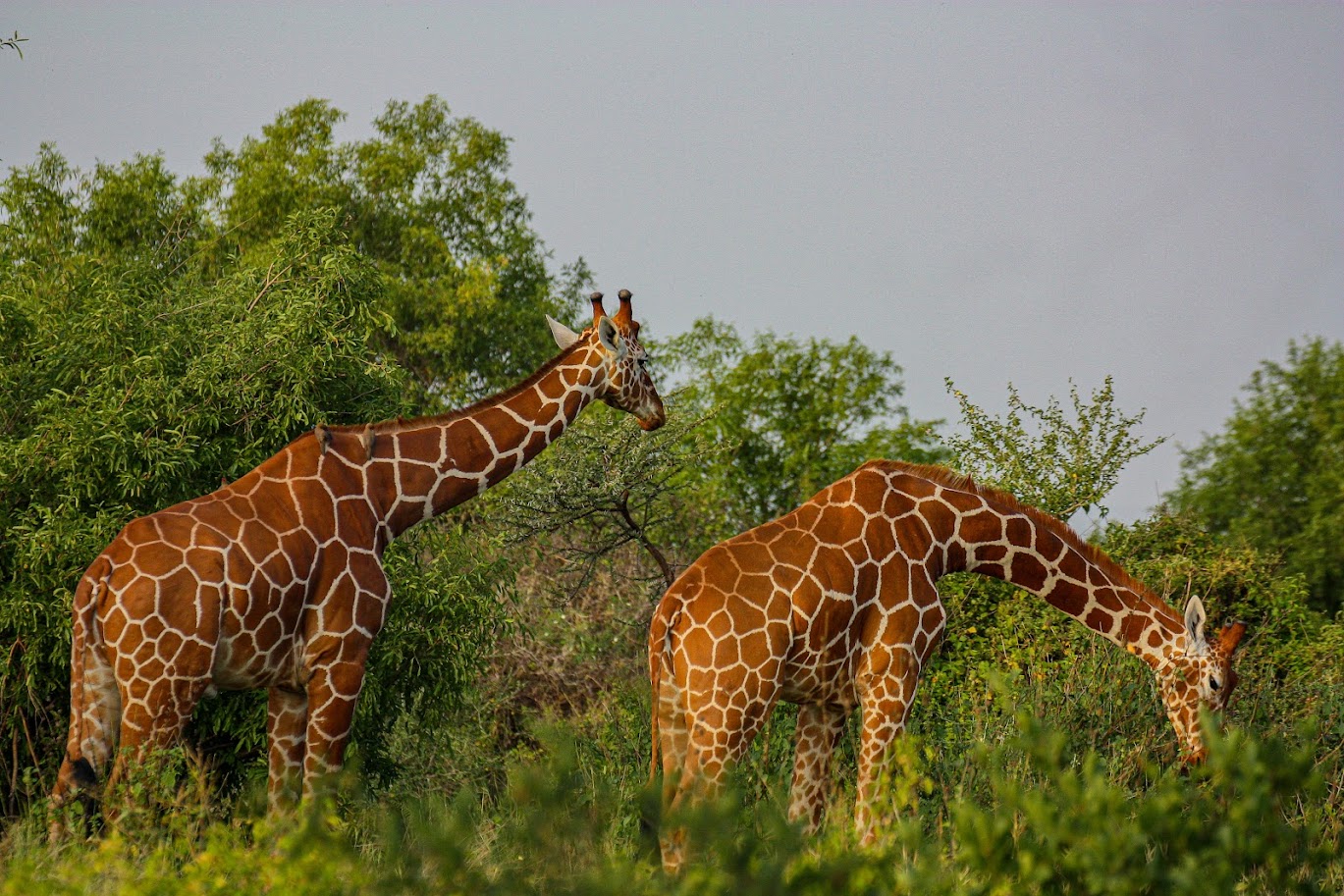Safari Experience