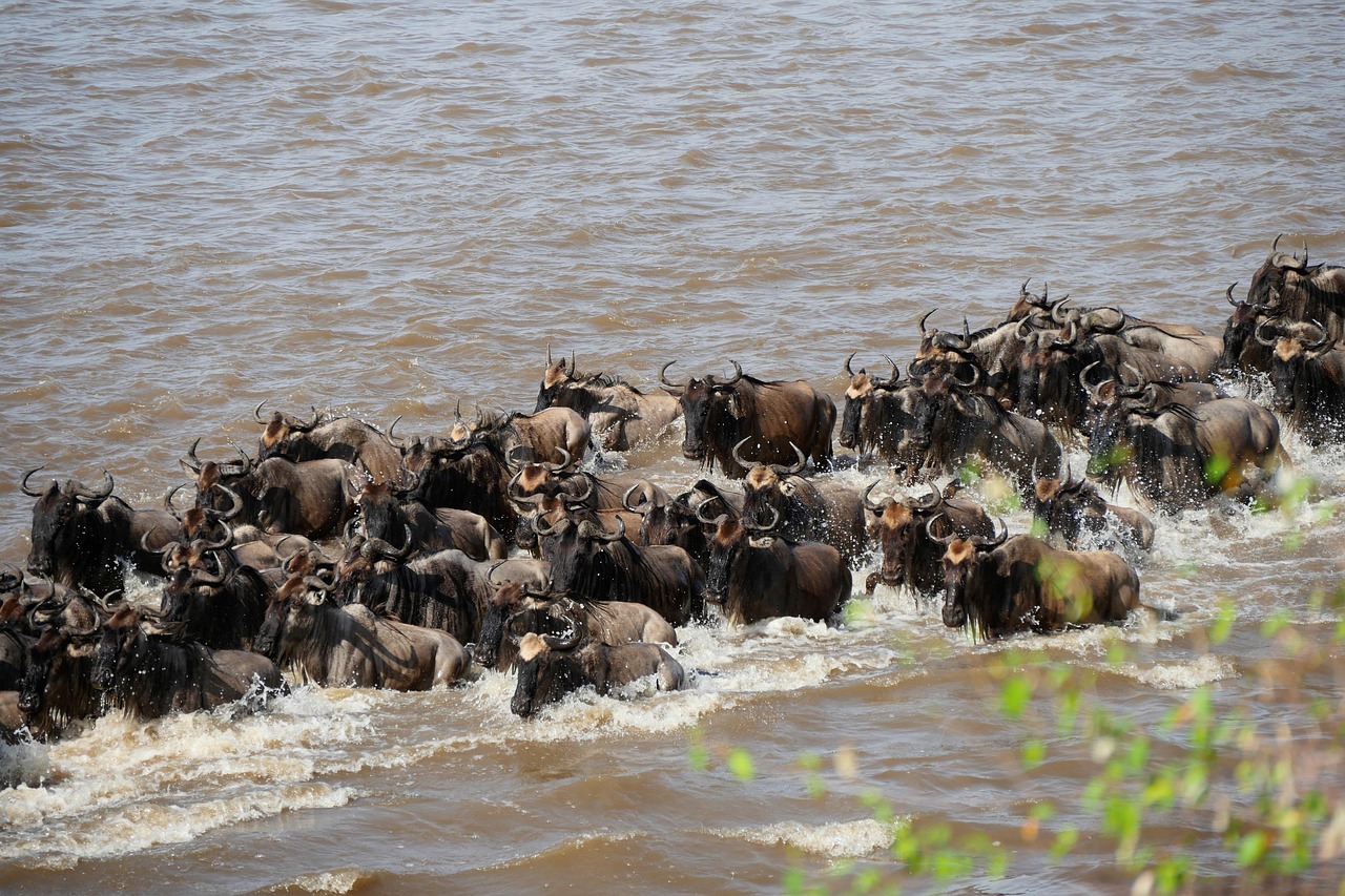 Masai Mara