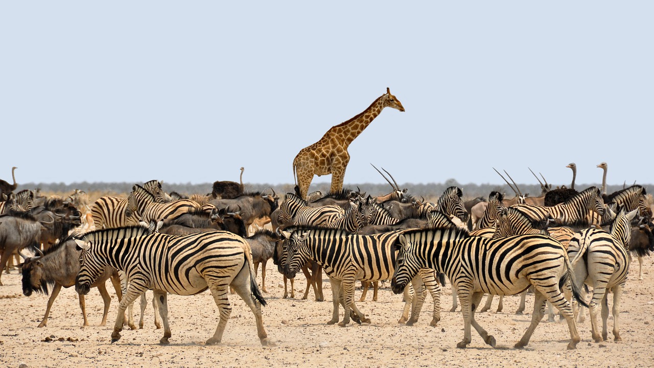 Tsavo