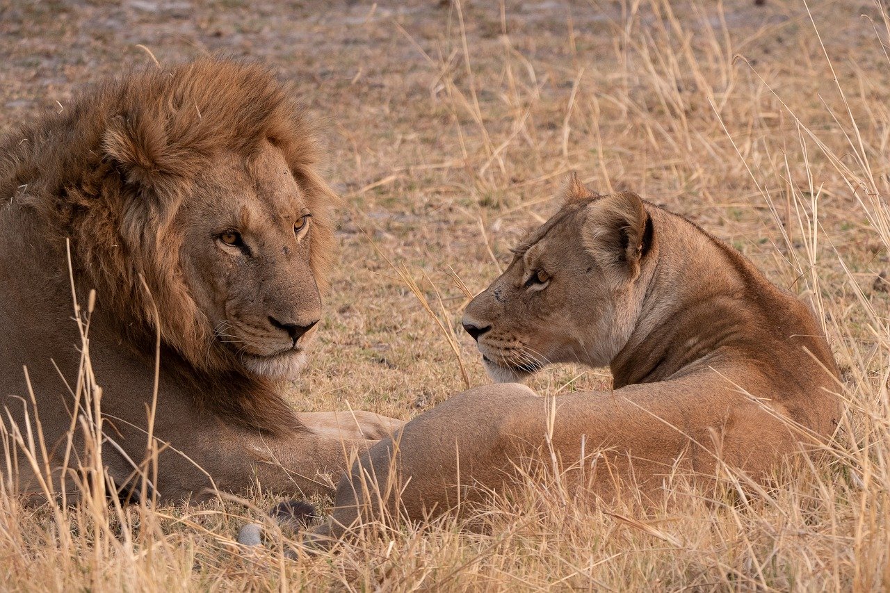 5 Days Big Five Safari